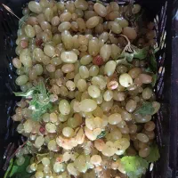 انگور جهت شیره موجود