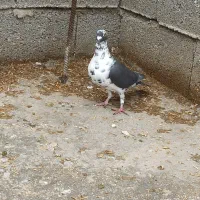 بزک. سینه سفید. گوره. کشکی. پلاکی|پرنده|فراشبند, |دیوار