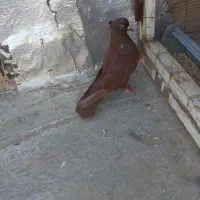 ماده سرخ|پرنده|پلدختر, |دیوار