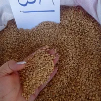 پخش دانه ناظری.