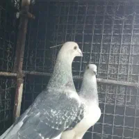کبوتر دم سفید و کرمانی|پرنده|قزوین, |دیوار