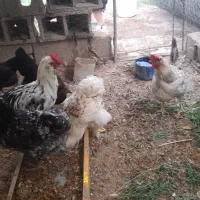 مرغ و خروس