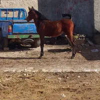 اسب مادیون