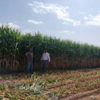 توزیع سراسری بذرذرت علوفه ای|عمدهفروشی|مشهد, شهرک امام هادی (شهرک غرب)|دیوار