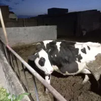 گاو شیری درجه یک