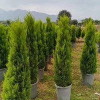 لاوسون نیمه