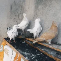 بهترین کبوتر های پرشی اصیل دور زدن بالا ۴ ساعت