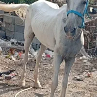 اسب عرب اصیل