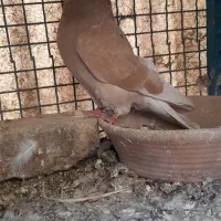 کبوتر|پرنده|پاکدشت, خاتون آباد|دیوار