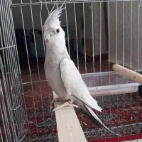 عروس هلندی
