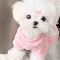 پودلی پو|سگ|تهران, شهرک غرب|دیوار