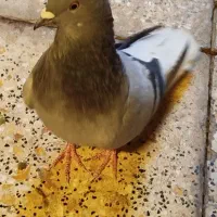 کفتر سبز دم سفید|پرنده|چهاردانگه (تهران), |دیوار