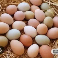 تخم مرغ رسمی