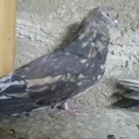 ۲تانرسرورنوک کوتاه بایه جوجه