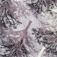 پارچه ملافه ای|رختخواب، بالش، پتو|تالش, هشتپر|دیوار