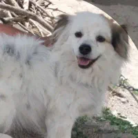 سگ پاپی گمشده در اردل