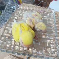جوجه طوطی برزیلی|پرنده|رودهن, |دیوار