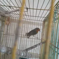 سهره|پرنده|رشت, شالکو|دیوار