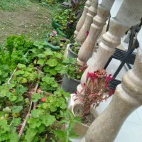 ویلا لاکچری جوانمرد|اجارهٔ کوتاه‌مدت ویلا و باغ|ماسال, |دیوار