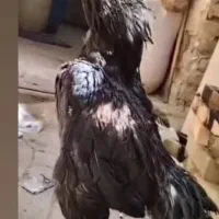 اوشامو لاری جوجه(مراغه)|حیوانات مزرعه|تبریز, |دیوار