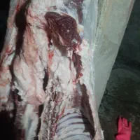حراج گوشت تازه