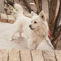 سگ پاپی|سگ|شال, |دیوار