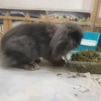 خرگوش لوپ نر