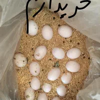فروش تخم کبوتر نژاد خوب