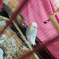 فروشی|پرنده|ری, شهرری|دیوار