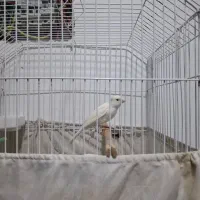 قناری سفید نر