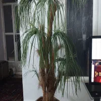 درختچه