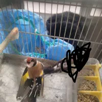 سهره ماده|پرنده|اردبیل, |دیوار