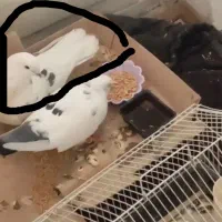 کبوتر گمشده در گز برخوار