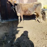 گاو شیری جرسی