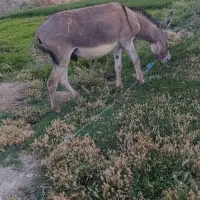 الاغ