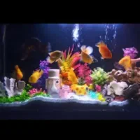 آکواریوم شیشه خم|ماهی|ری, دیلمان|دیوار