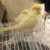 عروس هلندی لوتینیو