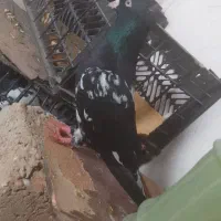 کبوتر کله ای|پرنده|مسجد سلیمان, |دیوار