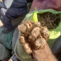 فروش پیاز زعفران به قیمت تعاونی|خوردنی و آشامیدنی|کاشان, امیرکبیر|دیوار