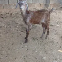 یه دونه کهره ماده