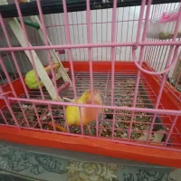 کوتوله و عروس