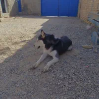 واگذاری هاکسی