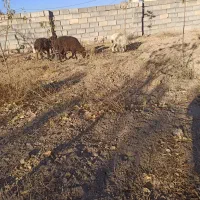 بره|حیوانات مزرعه|داران, |دیوار