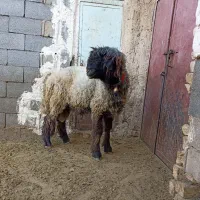 قوچ|حیوانات مزرعه|کامفیروز, |دیوار