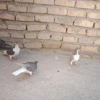 ۷ تا جوجه سالم سرحال آماده دست پر کردن