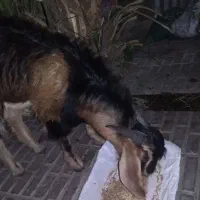 چووش دورگ پاکستانی|حیوانات مزرعه|سیرجان, |دیوار