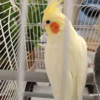 هروس هلندی نرو ماده(جفت)
