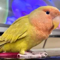 طوطی برزیلی گمشده