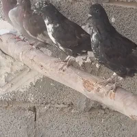 کفترنوچه پرشی