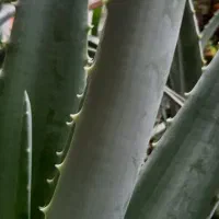 آلورا دو مدل ،کشیده و بلند،پهن و کوتاه